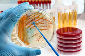 MICROBIOLOGY TESTING